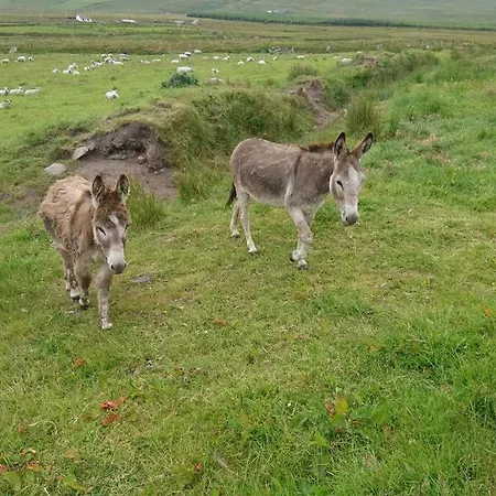 公寓 Skellig View Bluebell Rose & The Kerry Cliffs 波托马里