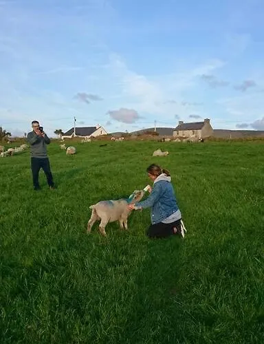 Skellig View Bluebell Rose & The Kerry Cliffs *