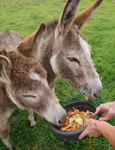 Apartamento Skellig View Bluebell Rose & The Kerry Cliffs *
