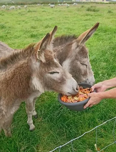 Skellig View Bluebell Rose & The Kerry Cliffs Portmagee