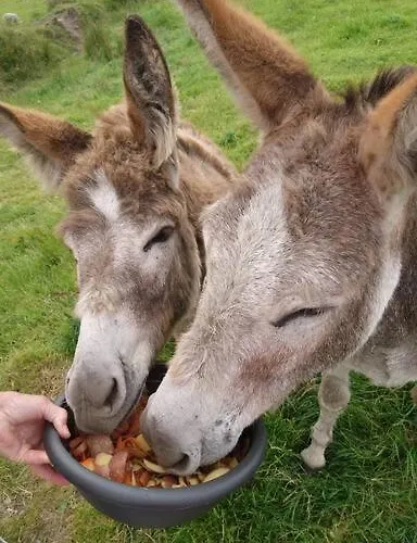 Skellig View Bluebell Rose & The Kerry Cliffs Apartamento *
