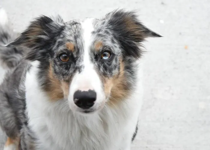 Skellig View Bluebell Rose & The Kerry Cliffs *